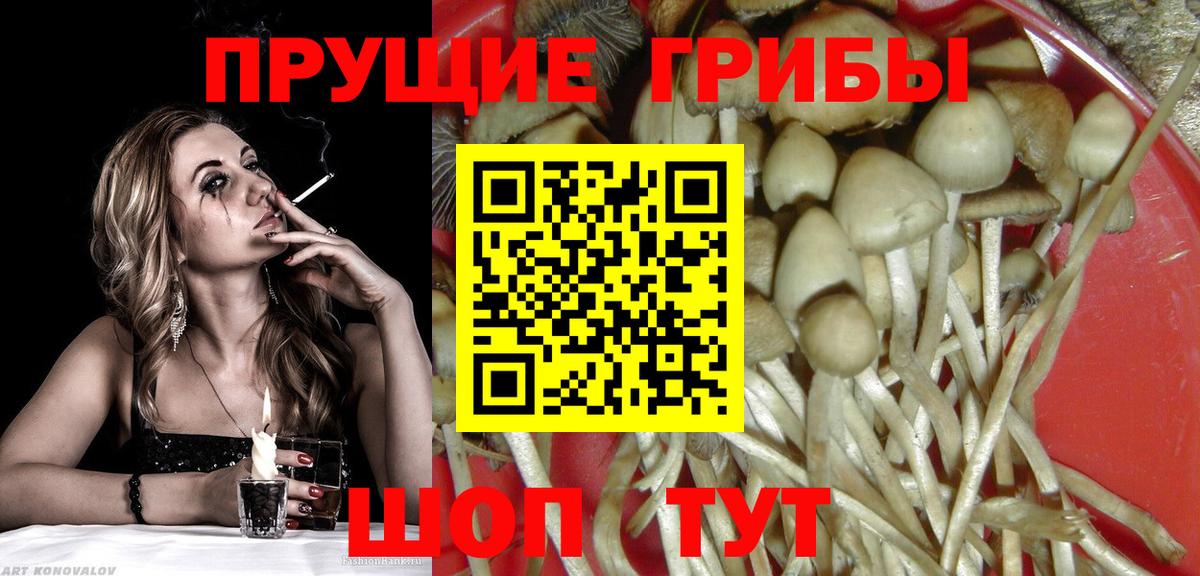 Псилоцибиновые грибы Cubensis Урус-Мартан